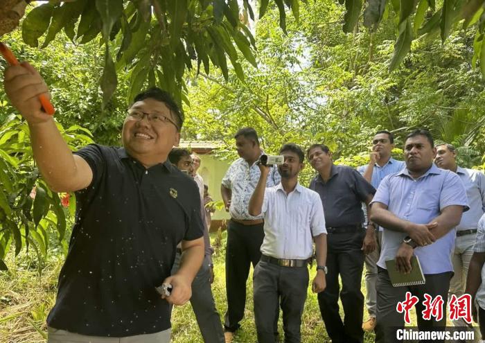 項目組芒果專家在種植園開展現(xiàn)場培訓?！≈兴鼓夏虾献鲗＜医M供圖