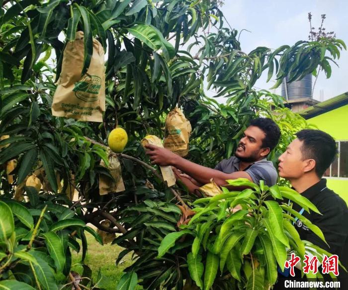 項目組專家在一處芒果生產(chǎn)基地開展田間病蟲害防控指導(dǎo)。　中斯南南合作專家組供圖